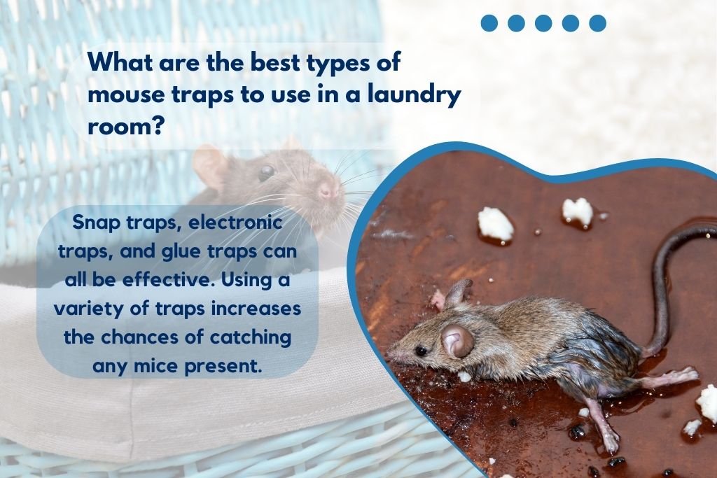 Best types of mouse traps for a laundry room.