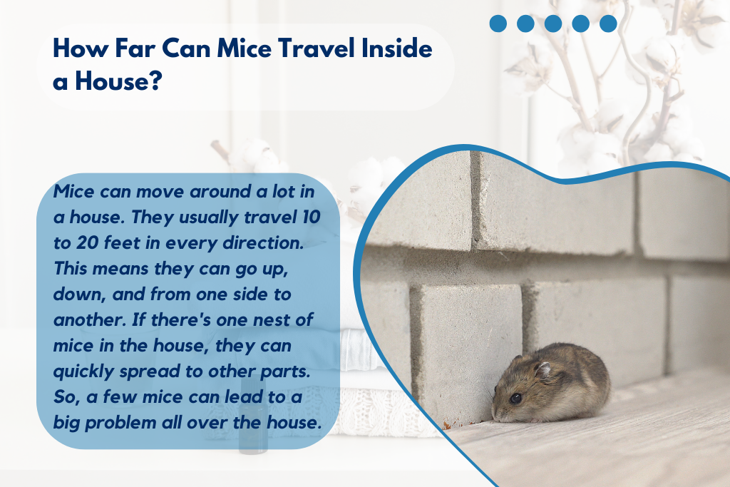 Typical travel range of mice within a house. 