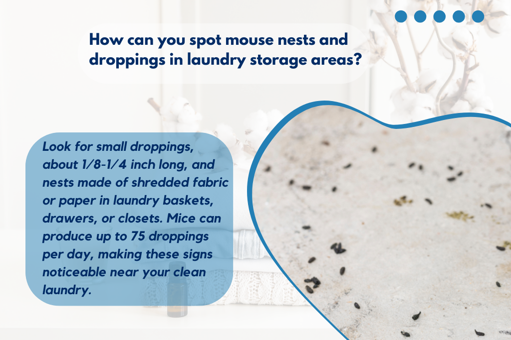 How can you spot mouse nests and droppings in laundry storage areas?