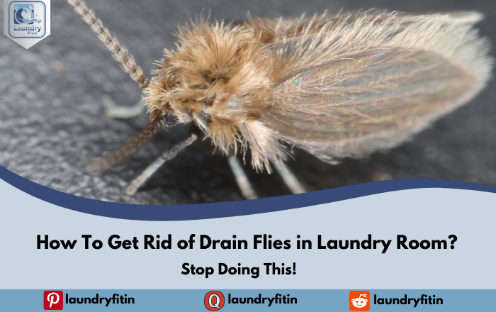 How To Get Rid of Drain Flies in Laundry Room?