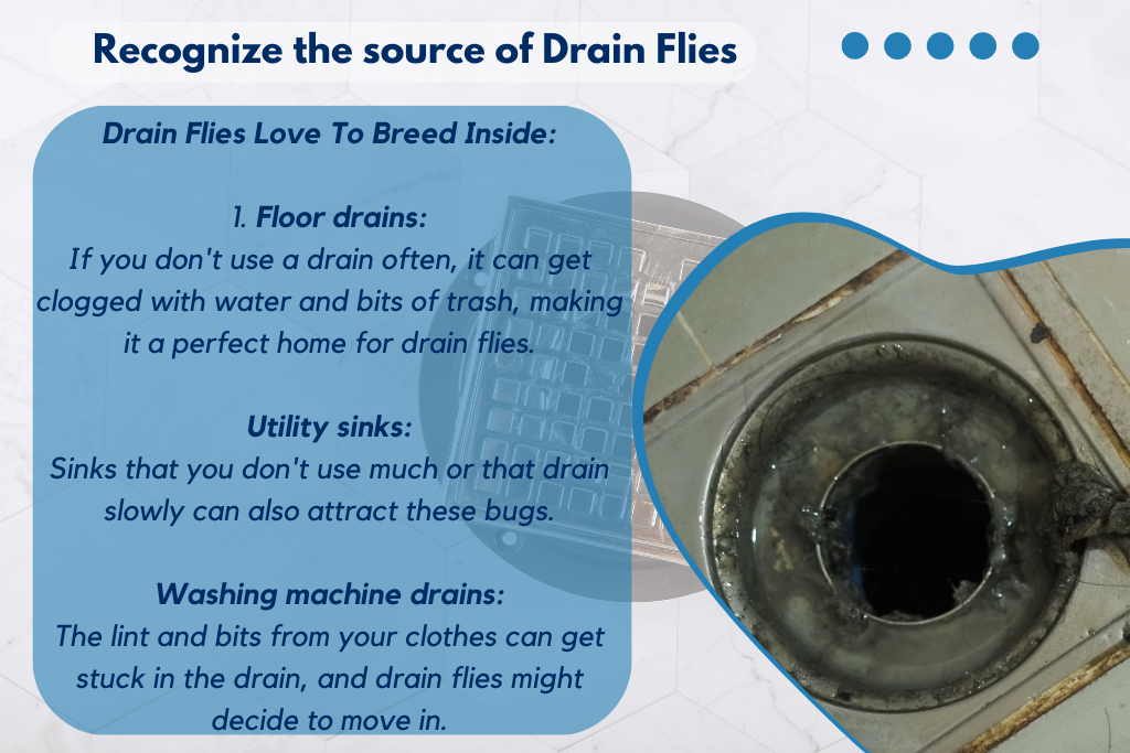 Recognize the source of Drain Flies 